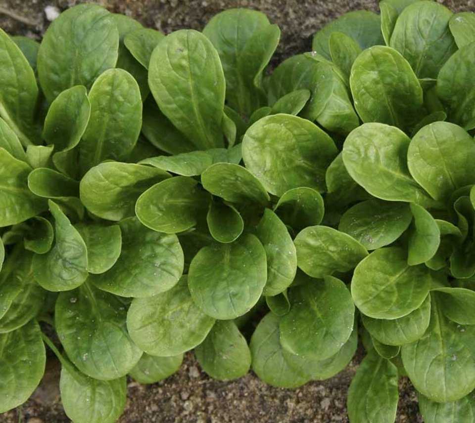 Все о высаживании салата лолло росса: описание, как сажать и выращивать