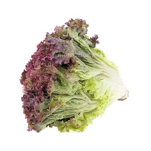 Салат «лолло росса» отзывы, фото, описание сорта, выращивание в открытом грунте, польза